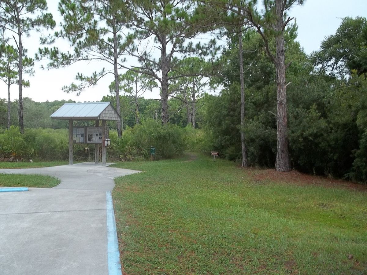 Boardwalk through pine flatwoods at Werner Boyce Salt Springs State Park