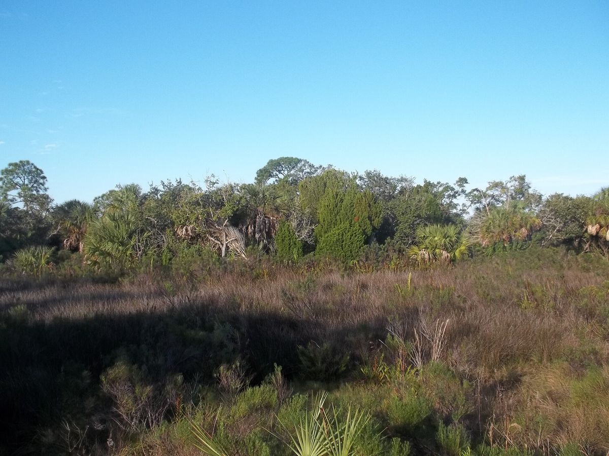 Salt marsh and mangrove shoreline at Werner Boyce Salt Springs State Park