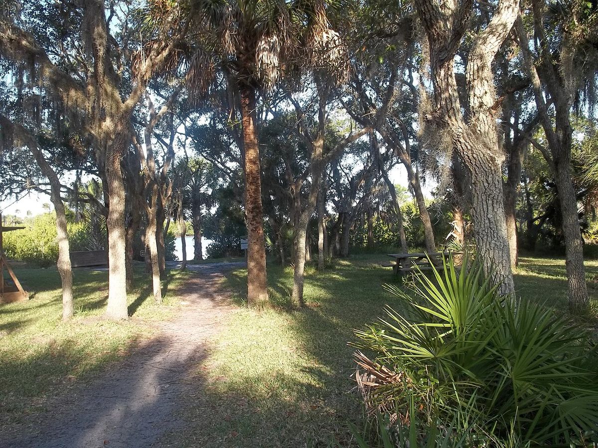 Pine flatwoods along a walking trail in the park